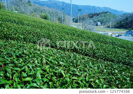 Tea leaves in tea fields, Japan 125774386