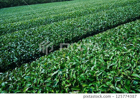 Tea leaves in tea fields, Japan 125774387