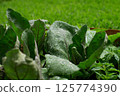 茄子幼苗葉子 125774390