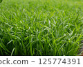 水稻幼苗 125774391