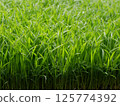 水稻幼苗 125774392