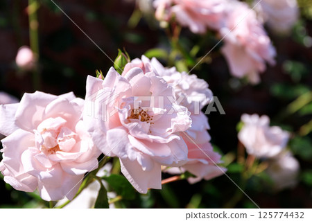 Roses blooming in Iwamizawa Park, Iwamizawa City, Hokkaido [July] 125774432