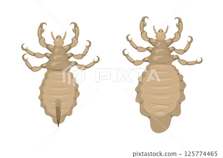 Male and female lice showing sexual dimorphism in body lice Male and female lice showing sexual dimorphism in body lice 125774465