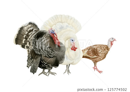 Turkeys family watercolor isolated illustration. White and black males and brown female farm birds hand drawn clip art. Poultry yard animals for fall and Thanksgiving Day realistic designs Turkeys family watercolor isolated illustration. White and black males and brown female farm birds hand drawn clip art. Poultry yard animals for fall and Thanksgiving Day realistic designs 125774502