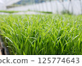 水稻幼苗 125774643