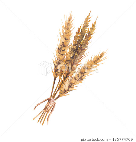 Bundle of malt ears tied with rope twine. Watercolor Barley spikes golden grain ears bouquet. Hand drawn illustration for beer label, brewery menu. Botanical realistic clipart isolated Illustration 125774709