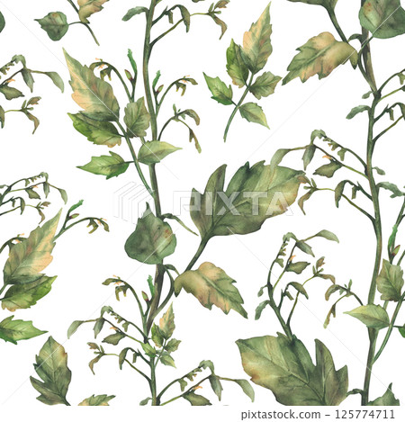 Tomato plant green stem with leaves, without fruit and without flowers seamless pattern. Watercolor botanical agricultural, farming realistic fabric. Hand drawn illustration isolated from background 125774711