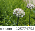Allium 125774758