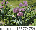 Allium 125774759