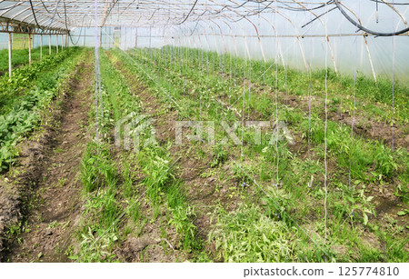 Organic vegetables grown in a polytunnel. Organic vegetables grown in a polytunnel. 125774810