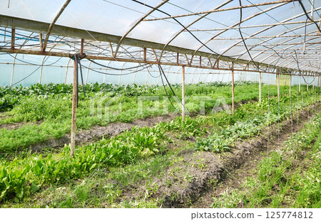 Organic vegetables grown in a polytunnel. 125774812