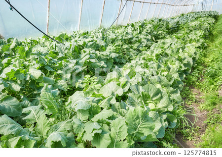 Organic vegetables grown in a polytunnel. Organic vegetables grown in a polytunnel. 125774815