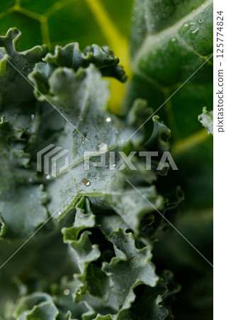 Fresh green Kale leaf salad vegetable with water drops background. 125774824