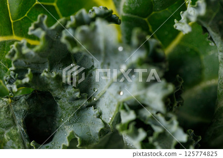 Fresh green Kale leaf salad vegetable with water drops background. 125774825