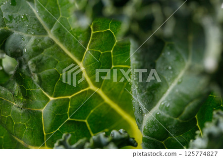 Fresh green Kale leaf salad vegetable with water drops background. 125774827
