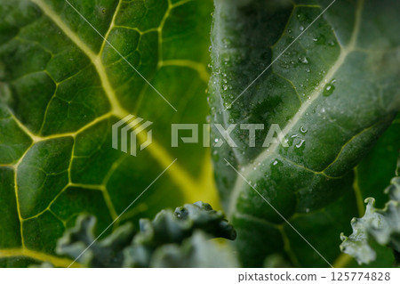 Fresh green Kale leaf salad vegetable with water drops background. 125774828
