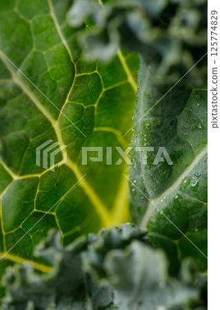 Fresh green Kale leaf salad vegetable with water drops background. Fresh green Kale leaf salad vegetable with water drops background. 125774829