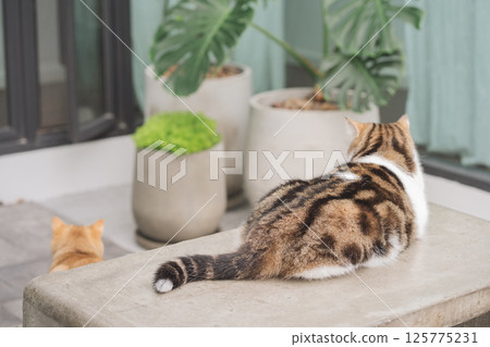winter holiday and cat concept with scottish cat play on table with garden background 125775231