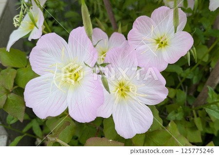 Evening Primrose blooming in the garden Evening Primrose blooming in the garden 125775246