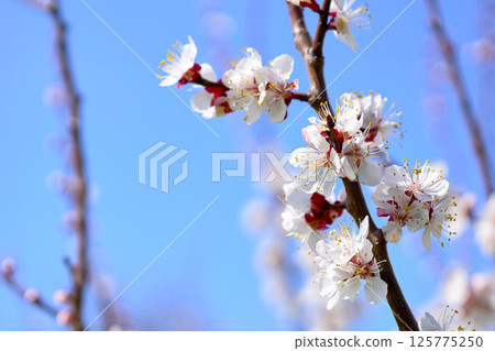 Nice white fruit spring flowers,blue sky. Tendeness,softness 125775250