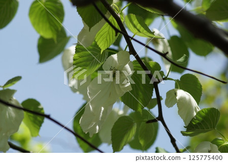 Handkerchief tree Handkerchief tree 125775400