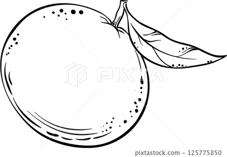 Tangerine Fruit Outline Illustration Tangerine Fruit Outline Illustration 125775850