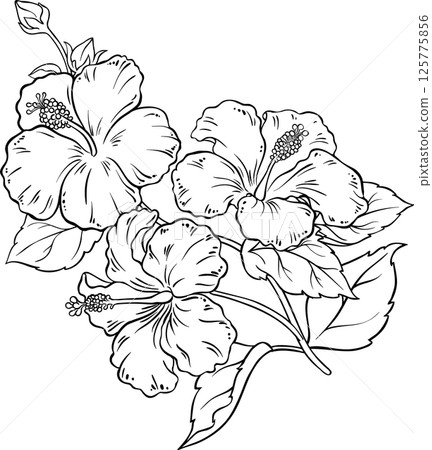 Hibiscus Branch with Flowers and Leaves Outline Illustration.  125775856