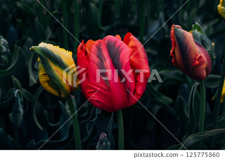 Beautiful tulips. 125775860