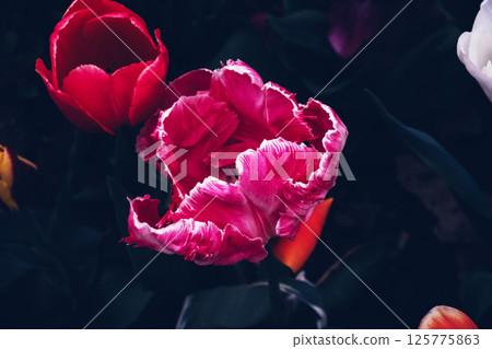 Beautiful tulips. Beautiful tulips. 125775863