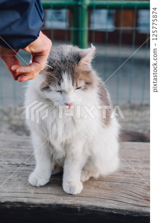 Longhaired cat. 125775874