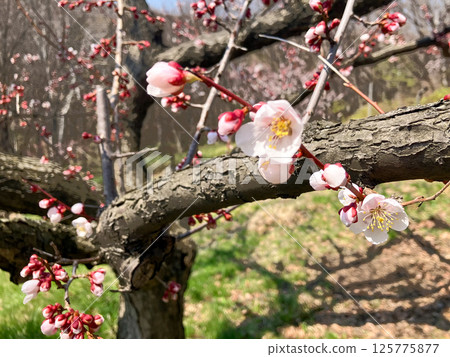 Hiraoka Park, a famous plum blossom viewing spot, Kiyota Ward, Sapporo City, Spring Hiraoka Park, a famous plum blossom viewing spot, Kiyota Ward, Sapporo City, Spring 125775877