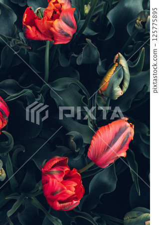 Blooming tulips. Blooming tulips. 125775895