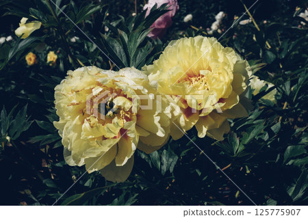 Peonies in bloom. Peonies in bloom. 125775907