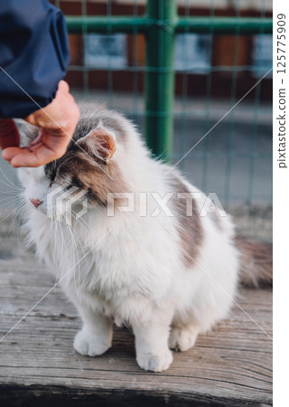 Longhaired cat. 125775909