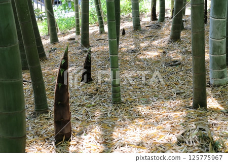 Bamboo forest and bamboo shoots 125775967