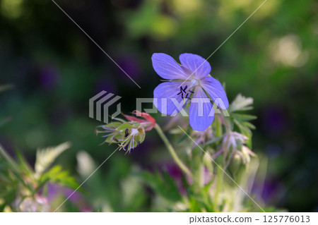 北海道由仁町綻放優雅藍色花朵的天竺葵 [7 月] 125776013