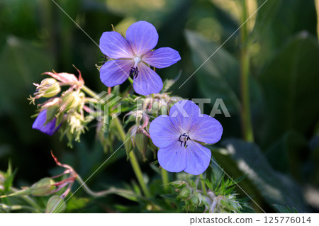 北海道由仁町綻放優雅藍色花朵的天竺葵 [7 月] 125776014
