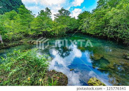 Tropical trees roots in swamp forest and crystal clear water stream canal at Tha Pom Klong Song Nam mangrove wetland Krabi Thailand Beautiful nature view 125776341