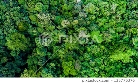 Aerial view Tropical Rainforest trees mountains,Top view green forest background Aerial view Tropical Rainforest trees mountains,Top view green forest background 125776376