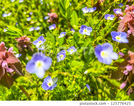 春天色彩繽紛的藍色花朵〜春〜 春天色彩繽紛的藍色花朵〜春〜 125776425
