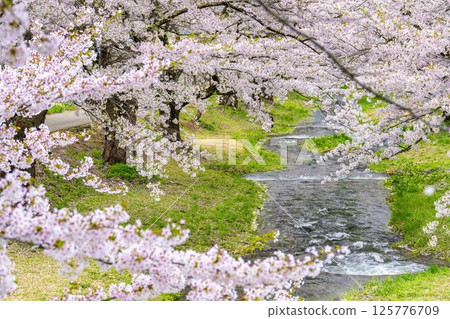 Spring cherry blossom trees in full bloom along the Kannonji River in Inawashiro, Fukushima Prefecture Spring cherry blossom trees in full bloom along the Kannonji River in Inawashiro, Fukushima Prefecture 125776709