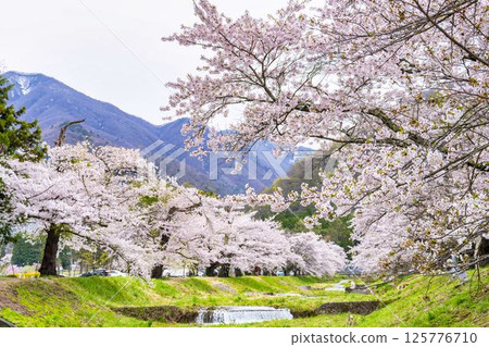福島縣豬苗代町,春天的櫻花樹排,觀音寺川櫻花盛開 福島縣豬苗代町,春天的櫻花樹排,觀音寺川櫻花盛開 125776710