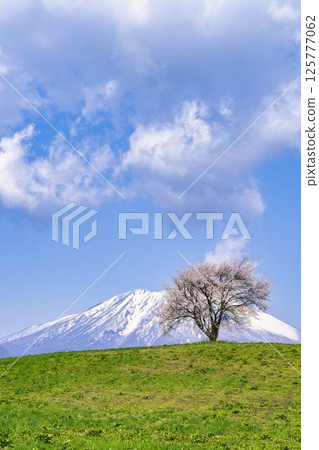 岩手縣瀧澤市瀧澤（三角山）和岩手山的一棵盛開的櫻花樹 125777062