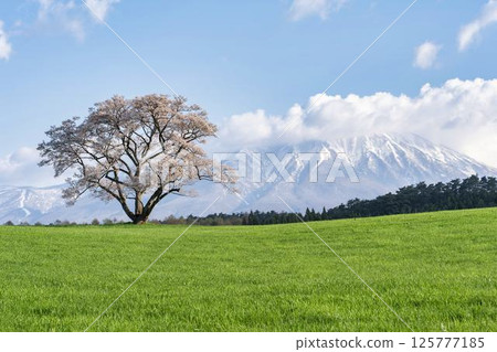 岩手縣雫石町小岩井的一棵櫻花樹和白雪皚皚的岩手山 125777185