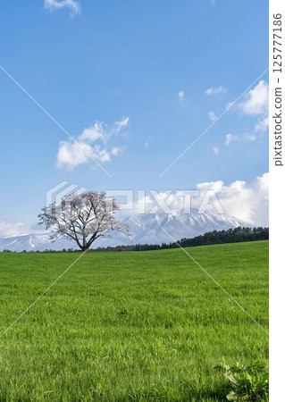 岩手縣雫石町小岩井的一棵櫻花樹和白雪皚皚的岩手山 125777186