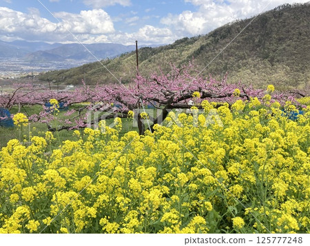 Rape blossoms and peach tree flowers 125777248