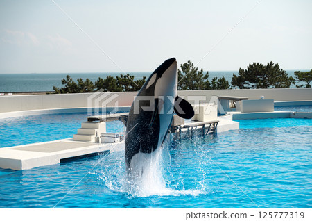 虎鯨表演 125777319