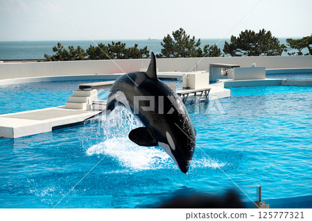 A killer whale show A killer whale show 125777321