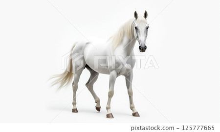 Majestic white horse standing gracefully in an artistic pose against a plain background Majestic white horse standing gracefully in an artistic pose against a plain background 125777665