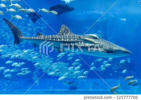 Whale sharks and tropical fish (Motobu Town, Okinawa Prefecture) Whale sharks and tropical fish (Motobu Town, Okinawa Prefecture) 125777706